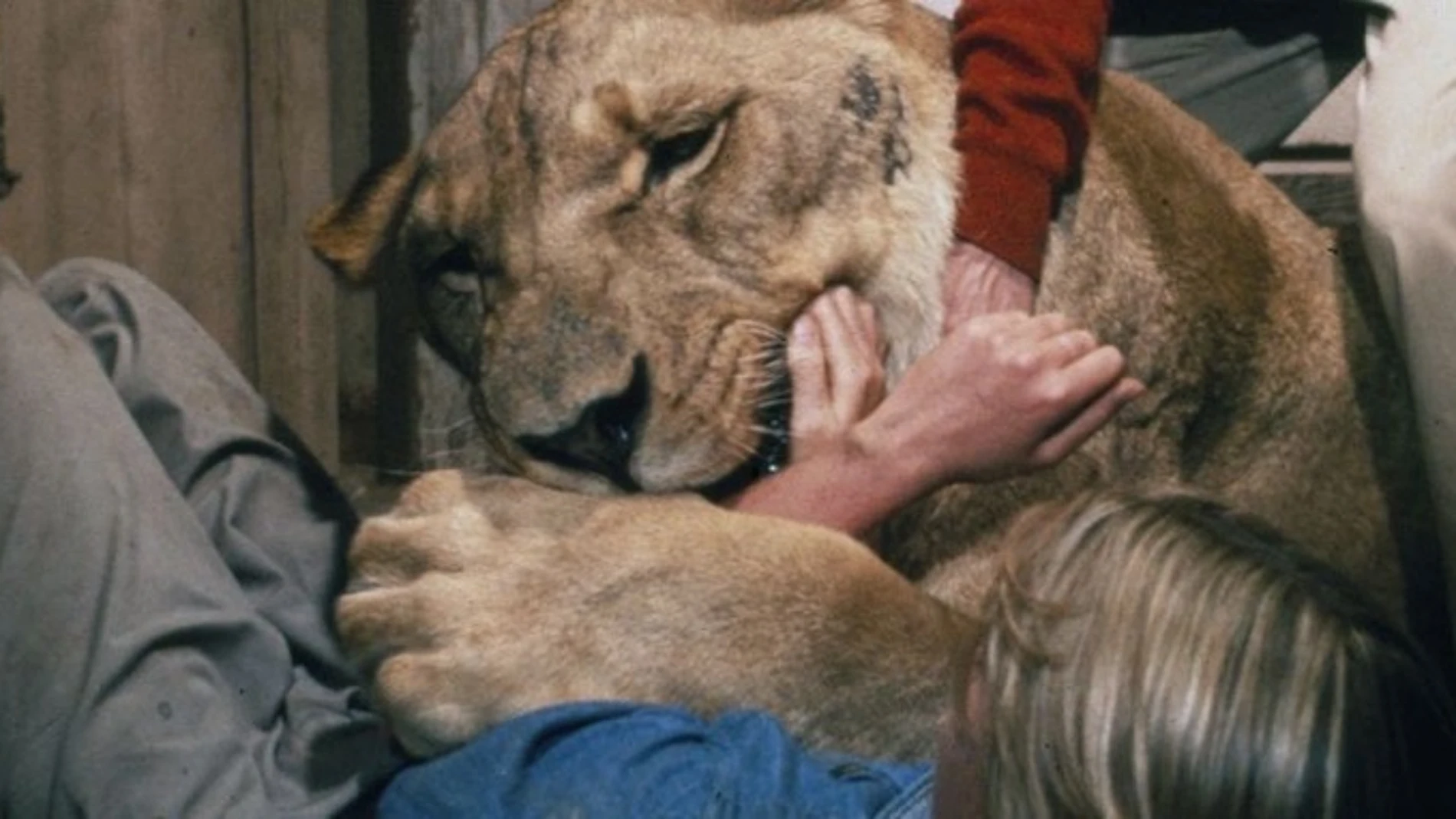 Una jovencísima Melanie Griffith atacada por un león en "Roar"
