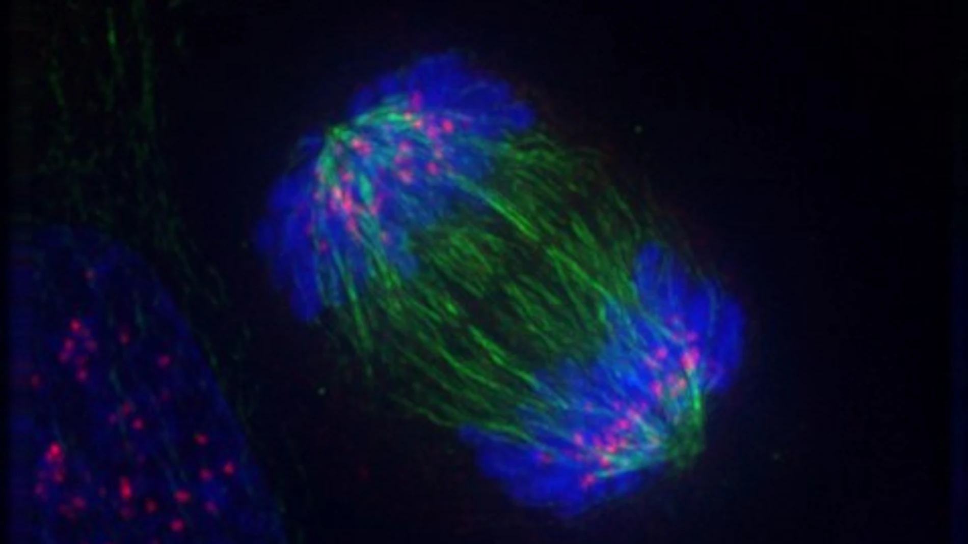 Huso mitótico durante la anafase de una célula en división vista con técnicas de inmunofluorescencia.