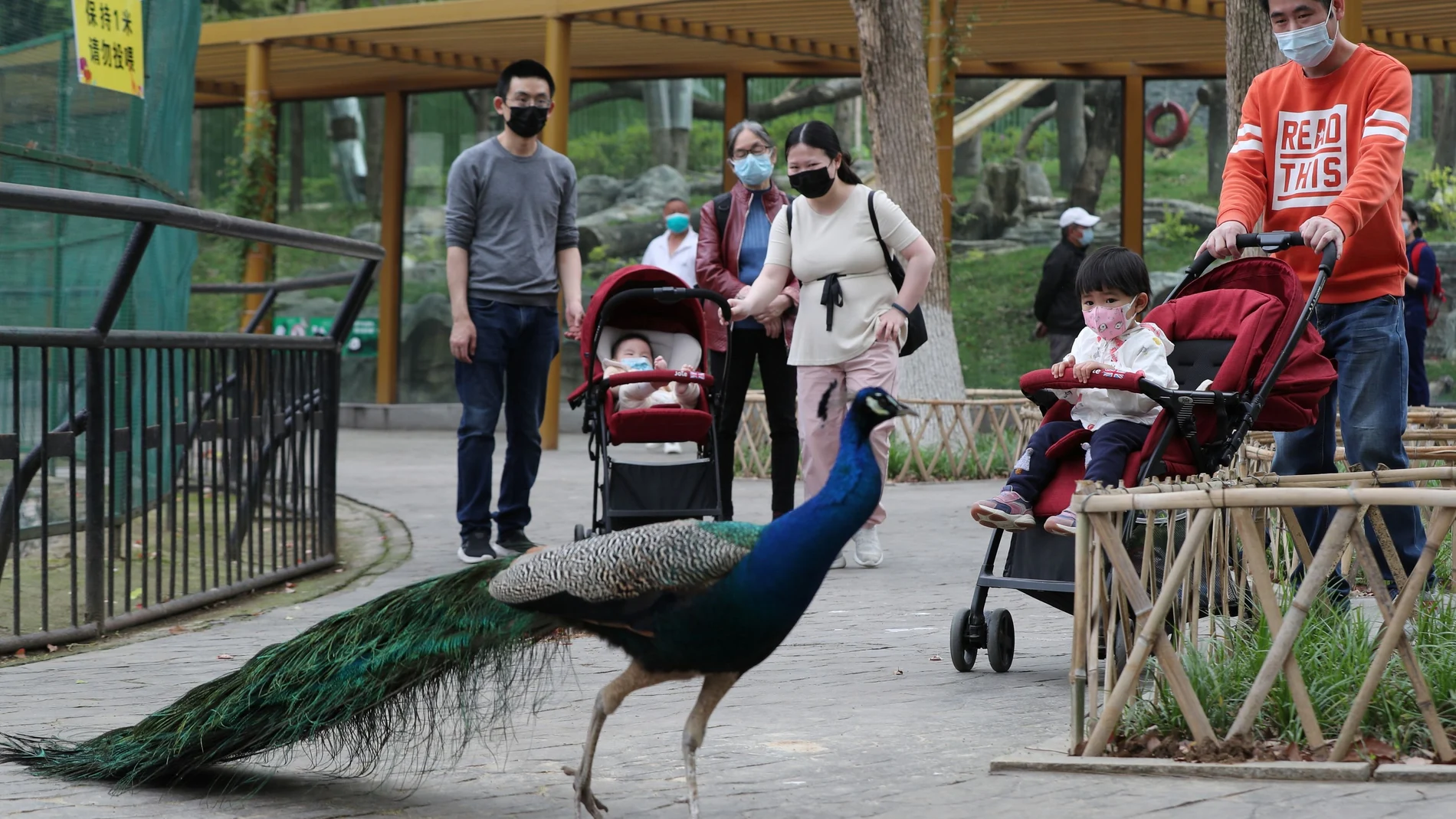 Visitantes en el zoo de Wuhan