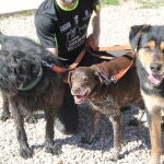 Varios perros con un voluntario de la protectora LA CAMADA de Guadalajara