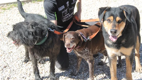 Varios perros con un voluntario de la protectora LA CAMADA de Guadalajara