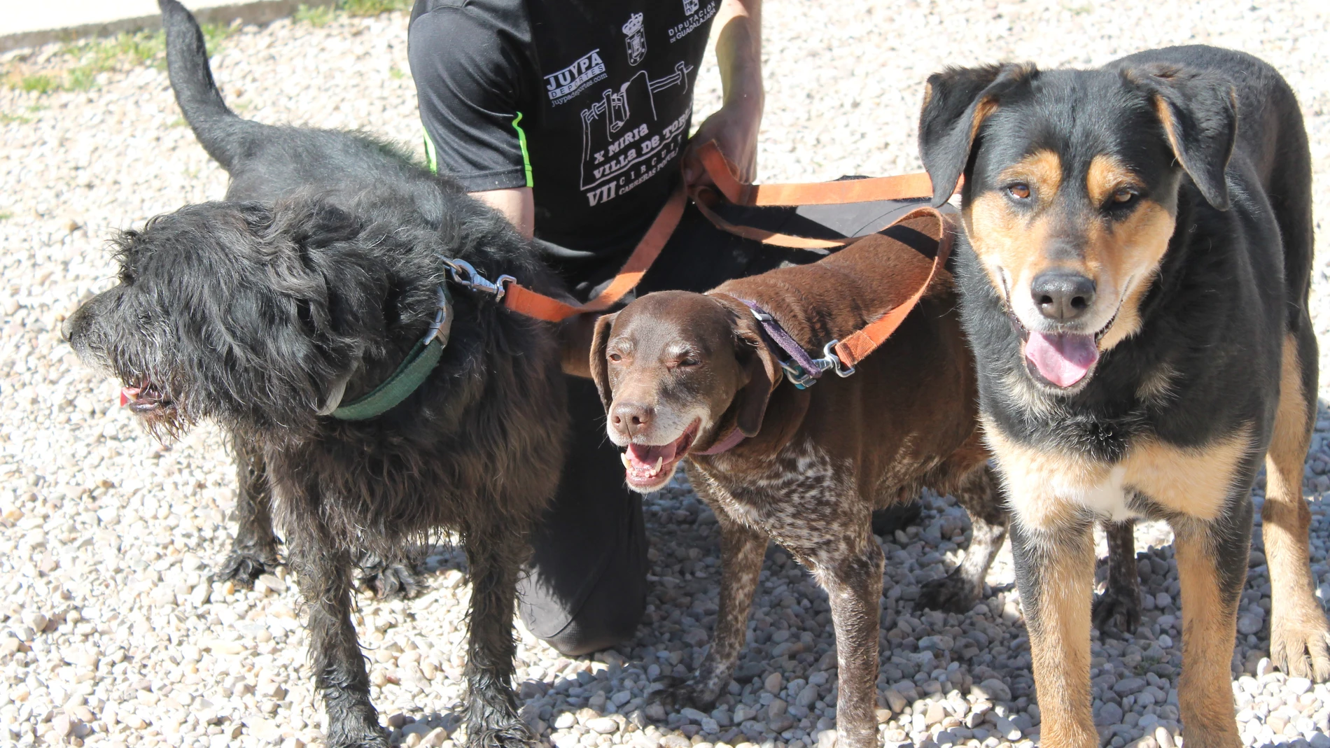 Varios perros con un voluntario de la protectora LA CAMADA de Guadalajara