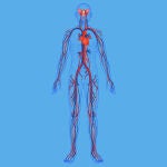 Cuerpo humano y diagrama de sistemas circulatorio.