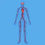 Cuerpo humano y diagrama de sistemas circulatorio.