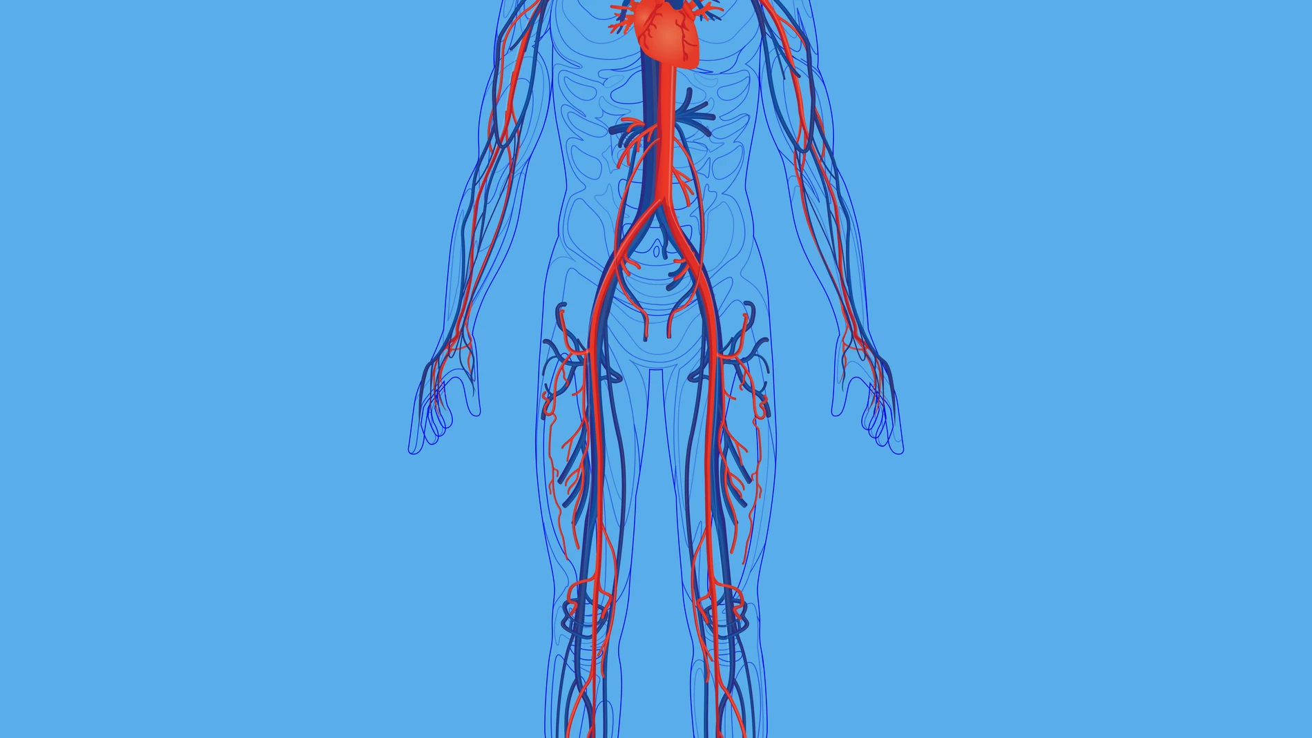 Cuerpo humano y diagrama de sistemas circulatorio.