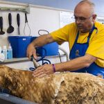 Los servicios de higiene de los perros se hacen en las peluquerías caninas