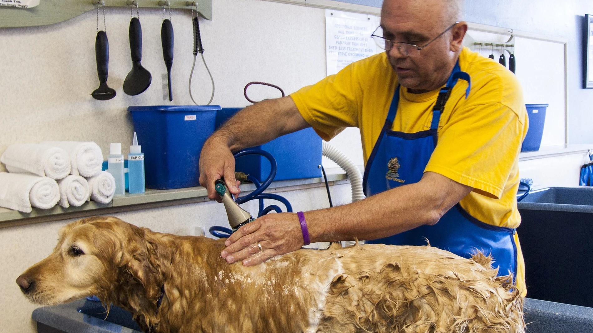 Los servicios de higiene de los perros se hacen en las peluquerías caninas