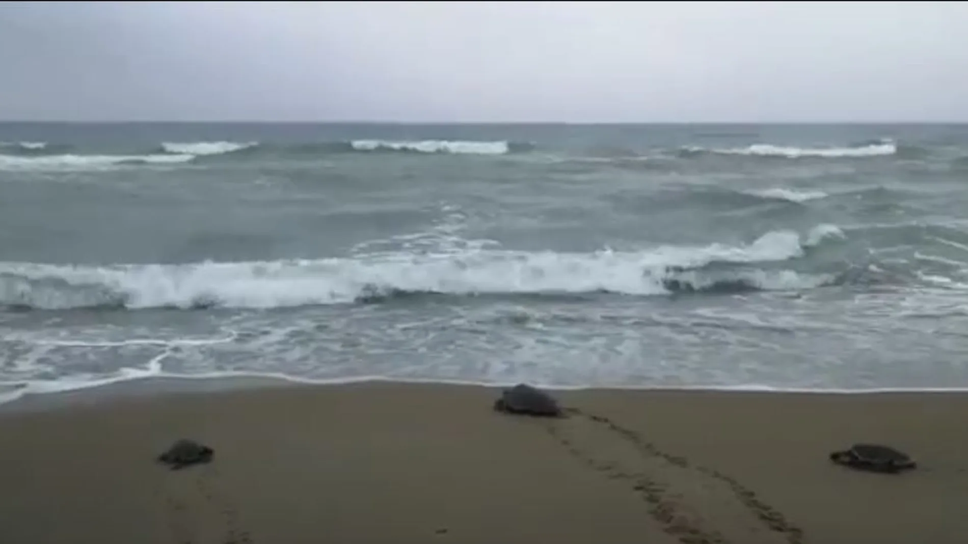 Las tres tortugas han sido devueltas hoy al mar tras recuperarse de sus dolencias