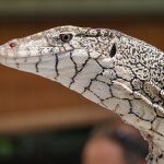 Fotografía de un varano australiano gigante (Varanus giganteus) No es Saniwa ensidens pero ayuda a hacerse una idea de su aspecto.