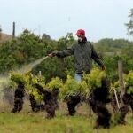 Un jornalero trabaja este martes en el cuidado de viñedos. EFE/ Ana F. Barredo
