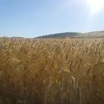 Cultivo de cereal listo para ser cosechado