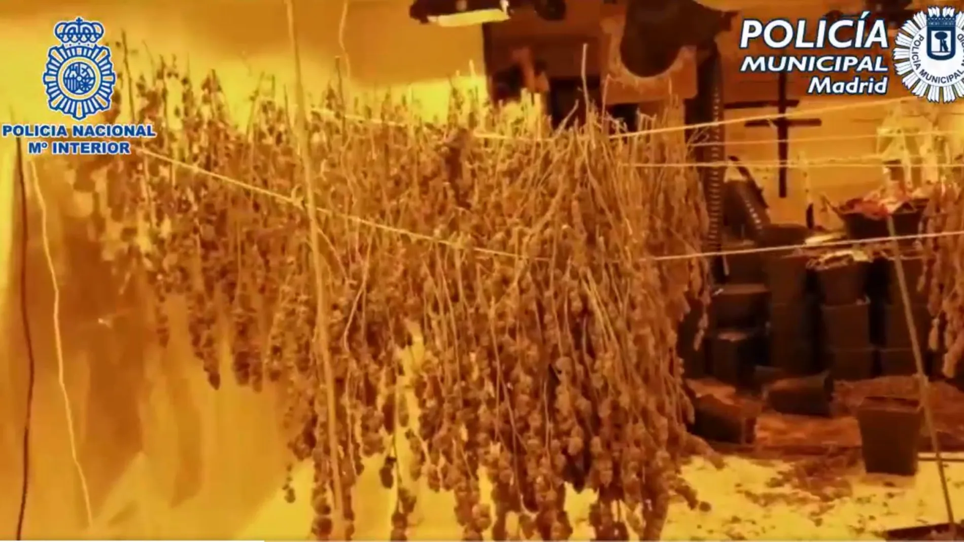 Desmantelada una plantación con 20 kilos de marihuana en una casa de Vallecas