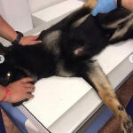 Perro atendido por los veterinarios en Valladolid