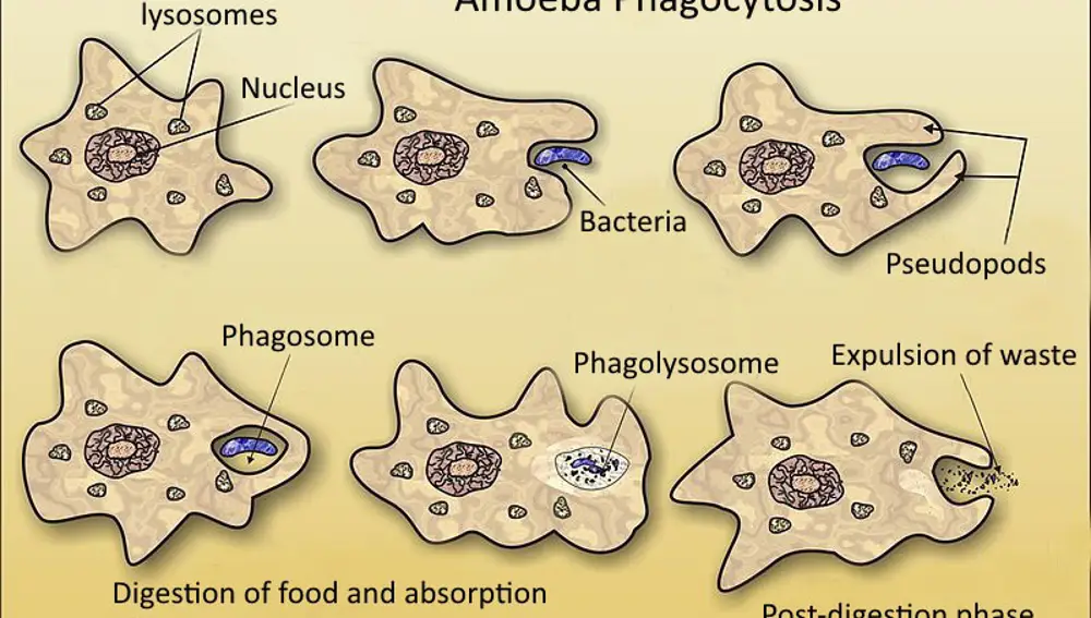 En este diagrama vemos cómo una ameba moderna “se come” a una bacteria, la digiere y después expulsa todo lo que no puede aprovechar. Probablemente este proceso no sería exactamente así en los primeros eucariotas, pero esta capacidad de “absorber” a otros seres se convertiría en uno de los rasgos distintivos de este grupo.