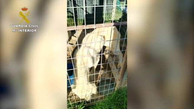 Un perro famélico en el criadero desmantelado por el Seprona en Albacete