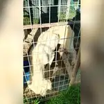 Un perro famélico en el criadero desmantelado por el Seprona en Albacete