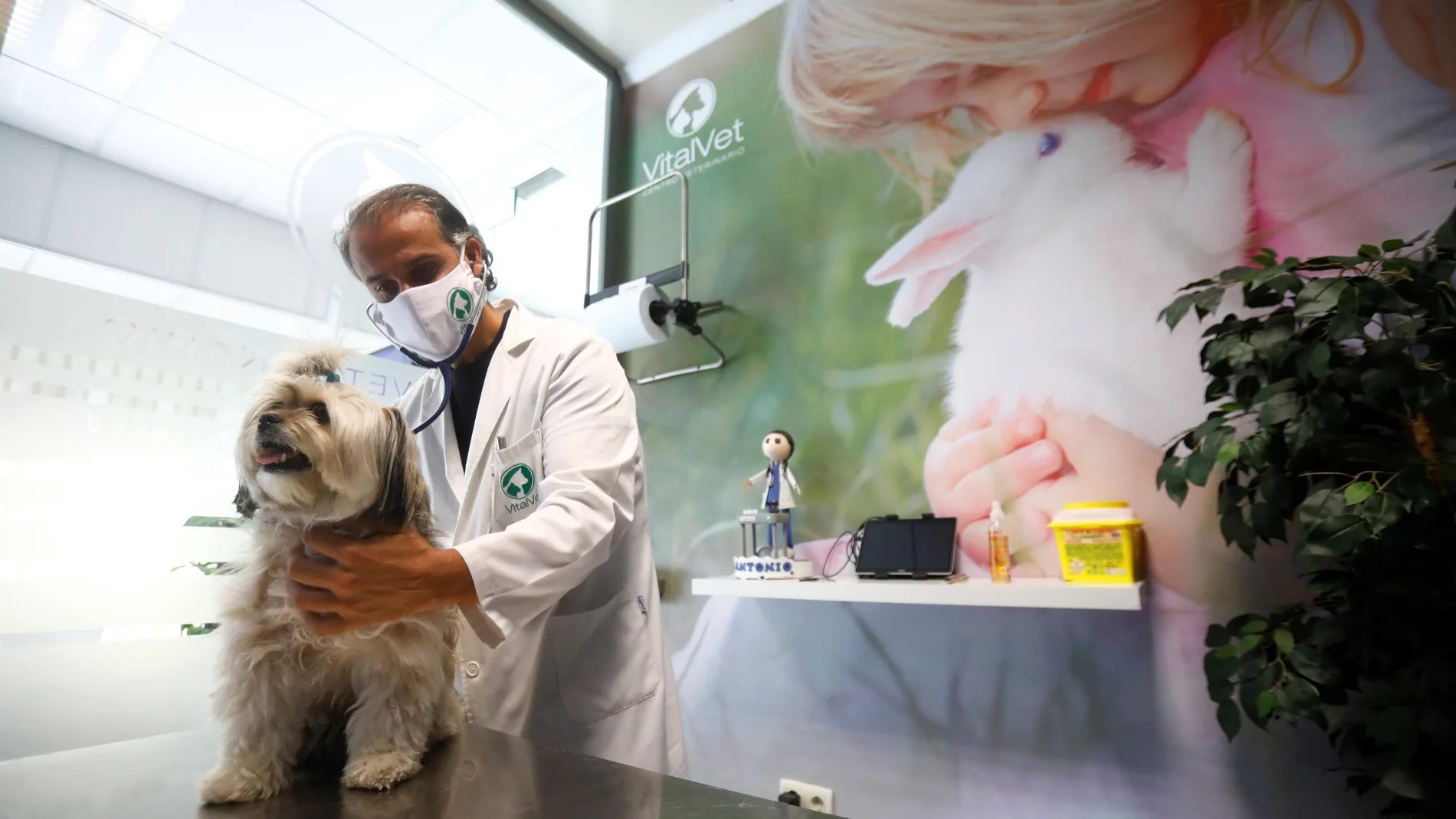 Veterinarios: no se ha probado que las mascotas transmitan la COVID a humanos