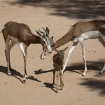 Durante el estado de alarma en el Bioparc de Valencia han nacido dos crías de gacela Dama