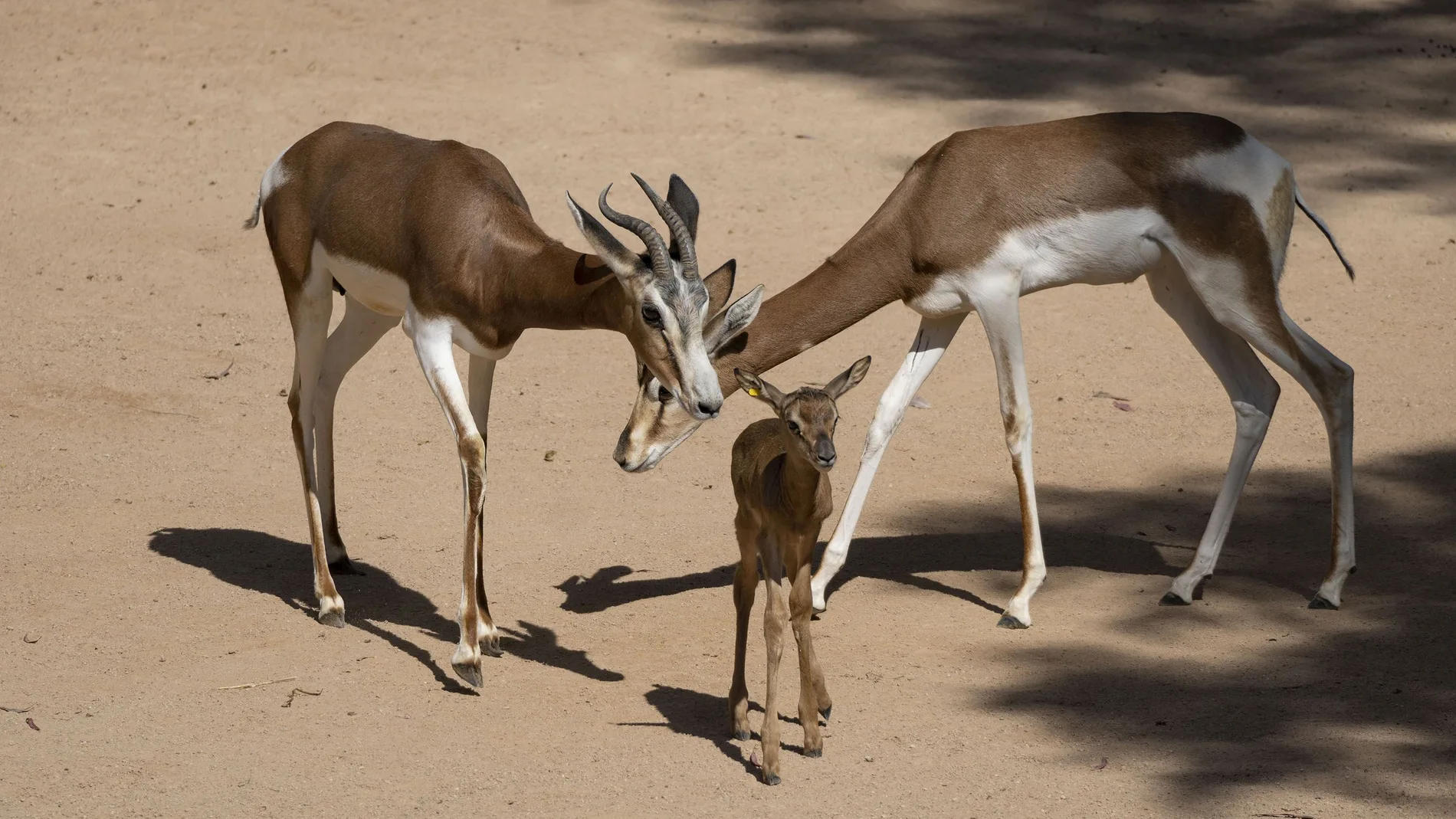 Durante el estado de alarma en el Bioparc de Valencia han nacido dos crías de gacela Dama