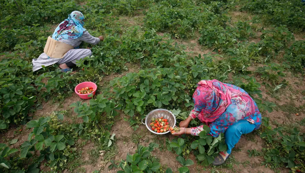 Strawberry production in Kashmir