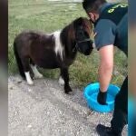 La Guardia Civil Auxilia A Un Pony Atado Al Sol Sin AguaGUARDIA CIVIL13/05/2020