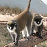 Roban dos primates ancianas de un centro de rescate de Fuente el Saz.RAINFER15/05/2020