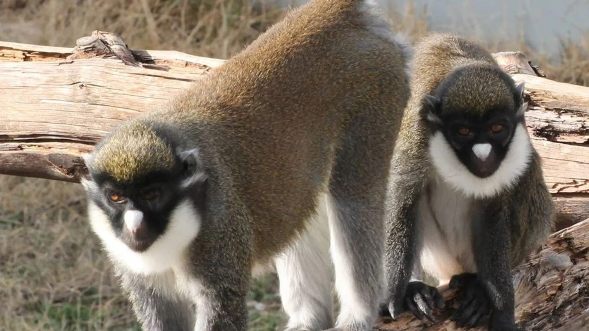 Sucesos.- Roban dos primates ancianas de un centro de rescate de Fuente el Saz