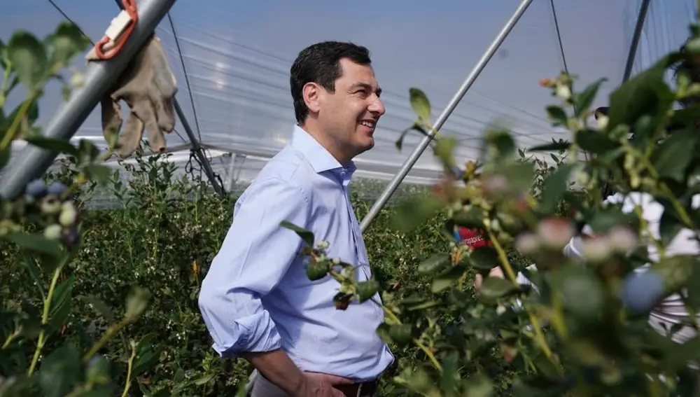 El presidente de la Junta, Juanma Moreno, en una finca de arándanos