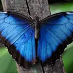 Mariposa morpho (Morpho) sobre una rama.