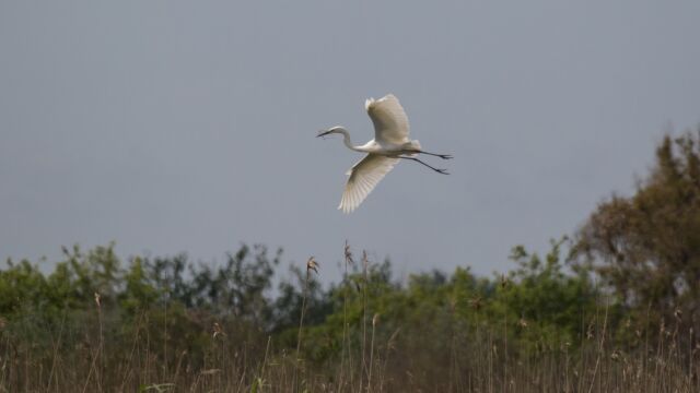 Un ejemplar de argón blanco, una especie que casi desaparece a principios de siglo XX