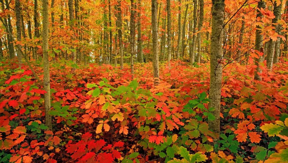 Bosque en otoño (Gladtidings, Oregón).