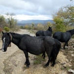 Una manada de caballos losinos, raza autóctona del norte de Burgos, que optan a estas ayudas