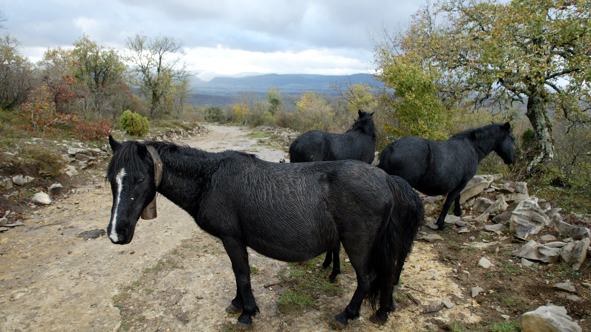 Una manada de caballos losinos, raza autóctona del norte de Burgos, que optan a estas ayudas