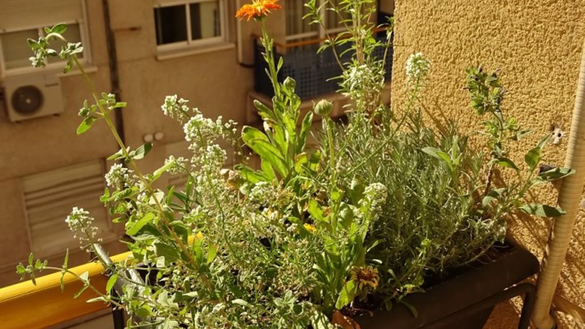 Una jardinera en el balcón es el método más efectivo para repeler que los insectos entren en nuestros hogares