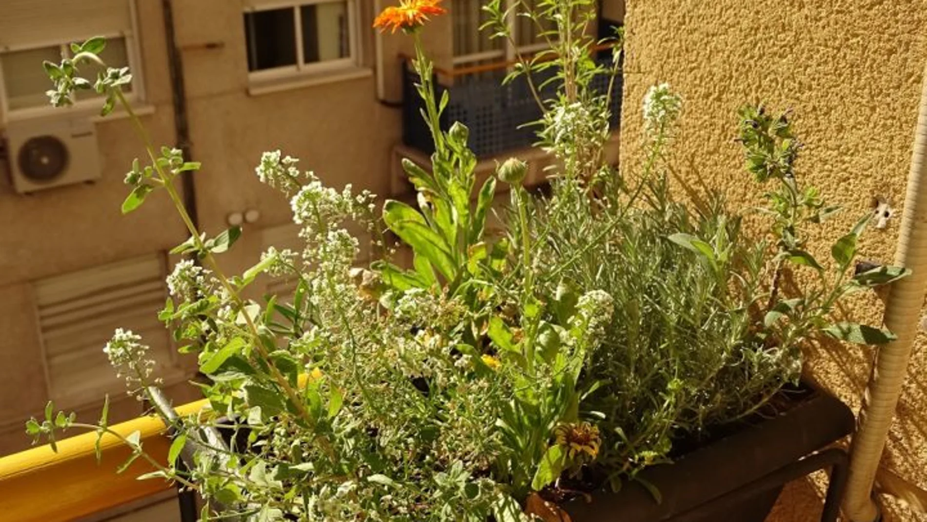 Estas son las 7 plantas que debemos colocar en nuestros hogares para repeler moscas y mosquitos Estas son las 7 plantas que debemos colocar en nuestros hogares para repeler moscas y mosquitos