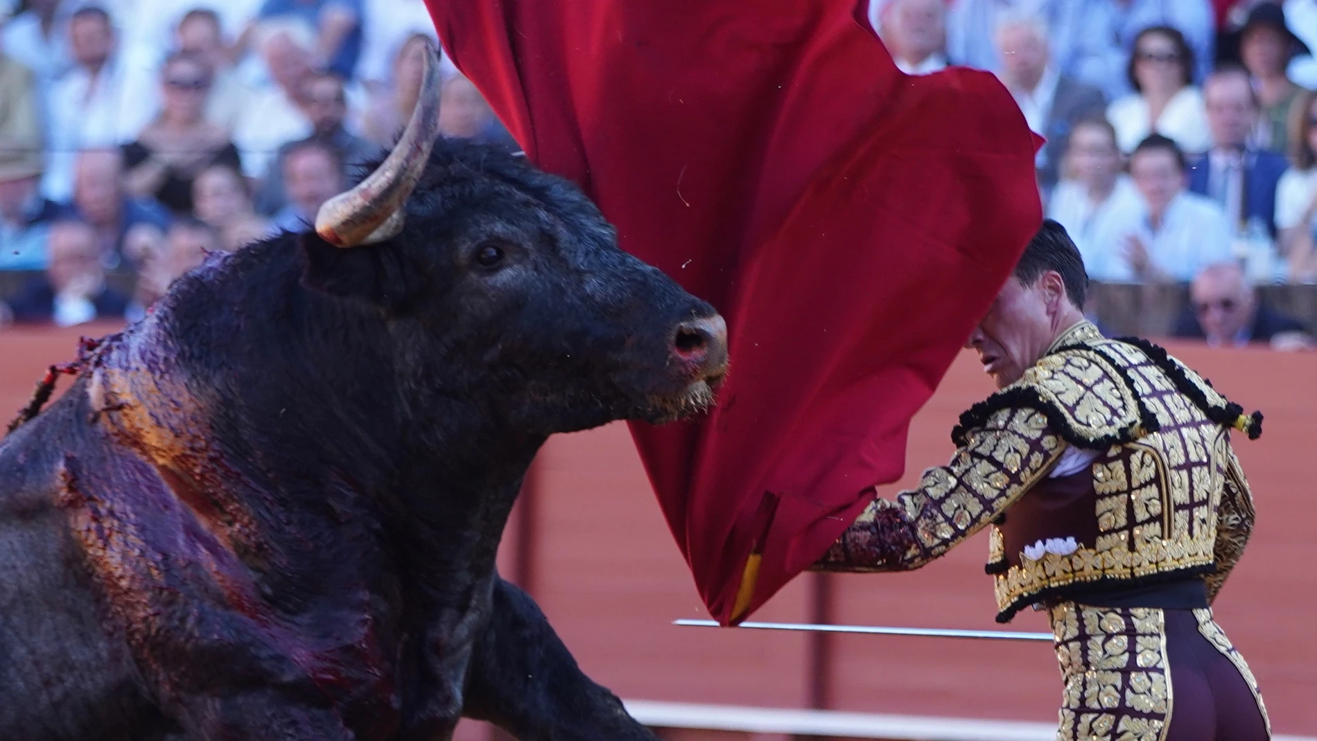 Coronavirus.- Ganaderos de toros prevén 34,14 millones de pérdidas en Andalucía por la cancelación de festejos