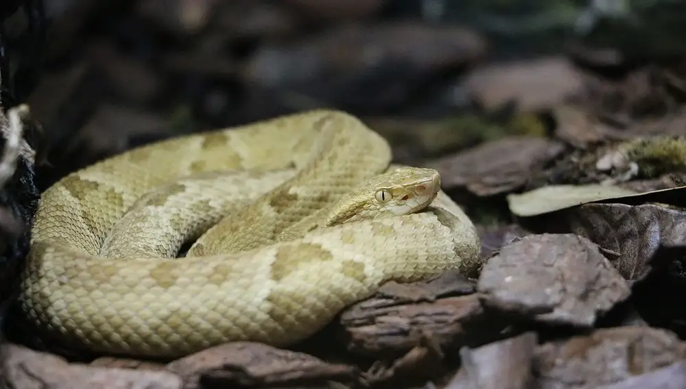 La serpiente Bothrops insularis solo puede encontrarse en esta isla y está en peligro de extinción. Su mordedura puede ser mortal para el ser humano.