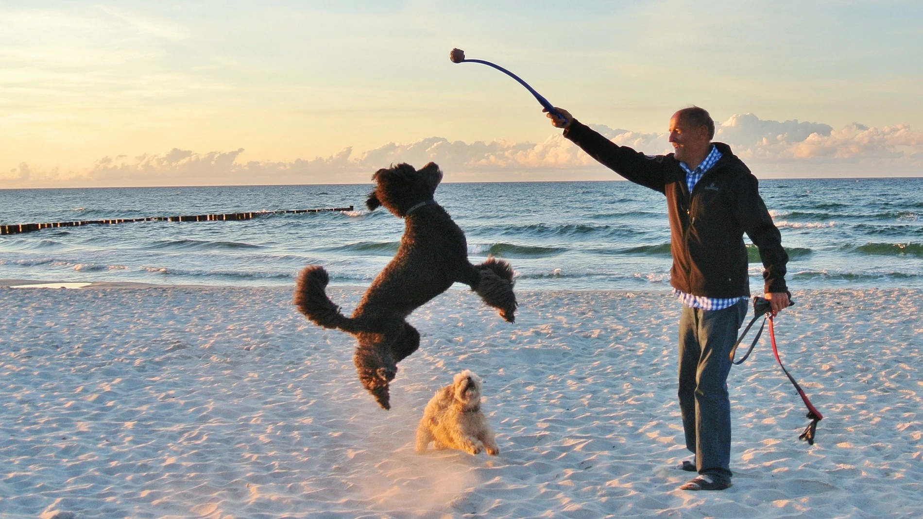 Europa recomienda evitar las franjas horarias de amanecer o anochecer para hacer deporte con el perro