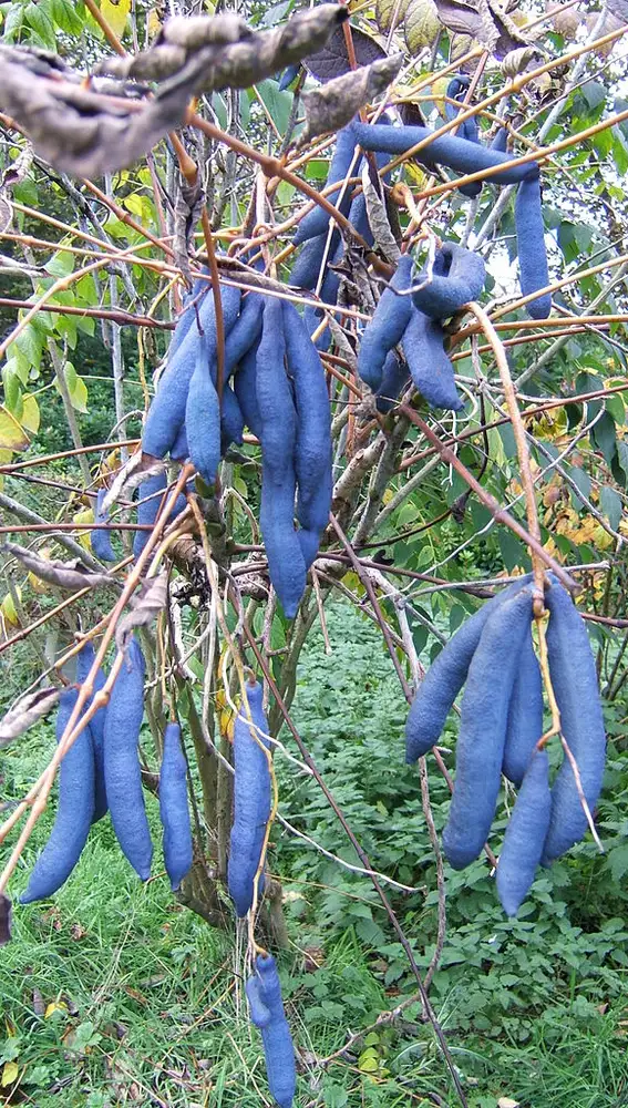 Racimos de bayas azules producidos por un ejemplar de Decaisnea fargesii.