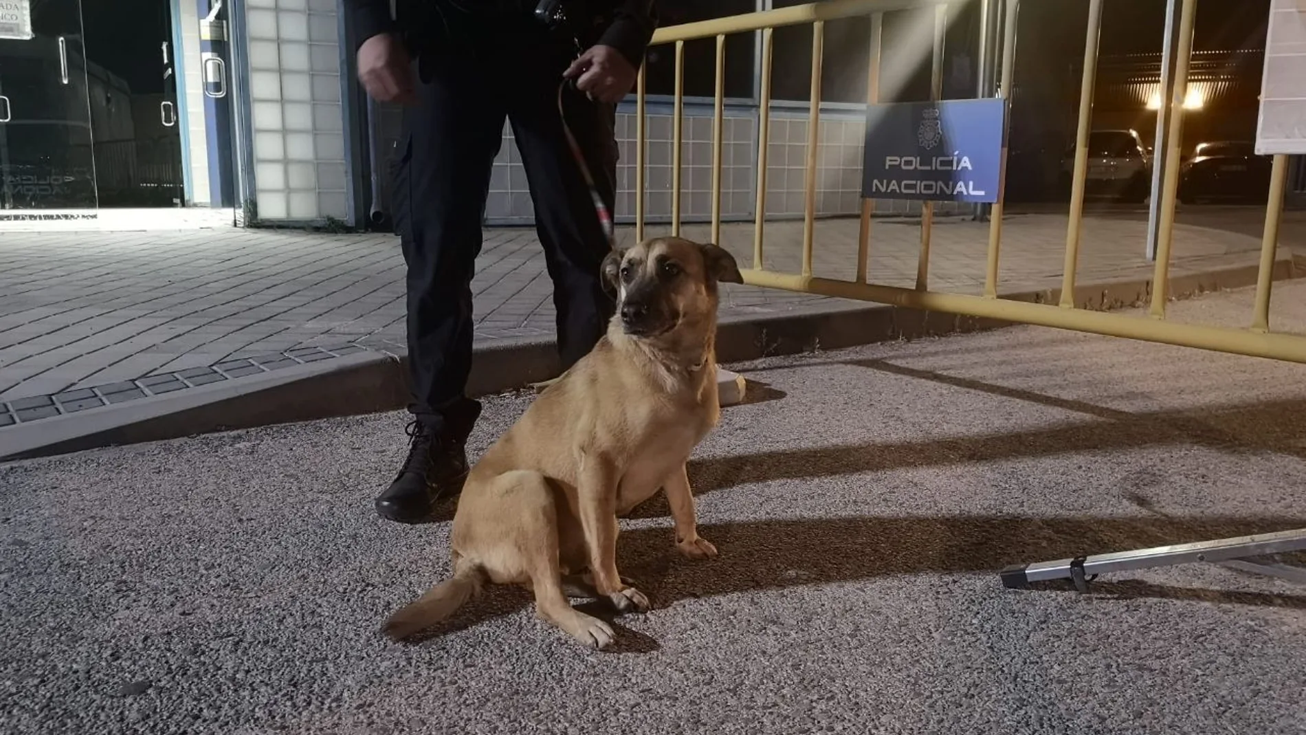Perro recuperado por la Policía Nacional que robaron cuando comenzó el estado de alarma