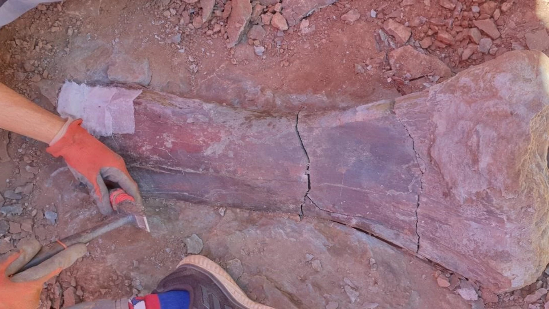 Castellón.- Hallan un nuevo yacimiento con restos de dinosaurio saurópodo en Morella