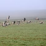 Ánsares en la inmediaciones de la laguna de la Nava en Fuentes de Nava (Palencia)