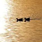Dos patos nadan plácidamente en l'Albufera de Valencia durante el periodo de confinamiento