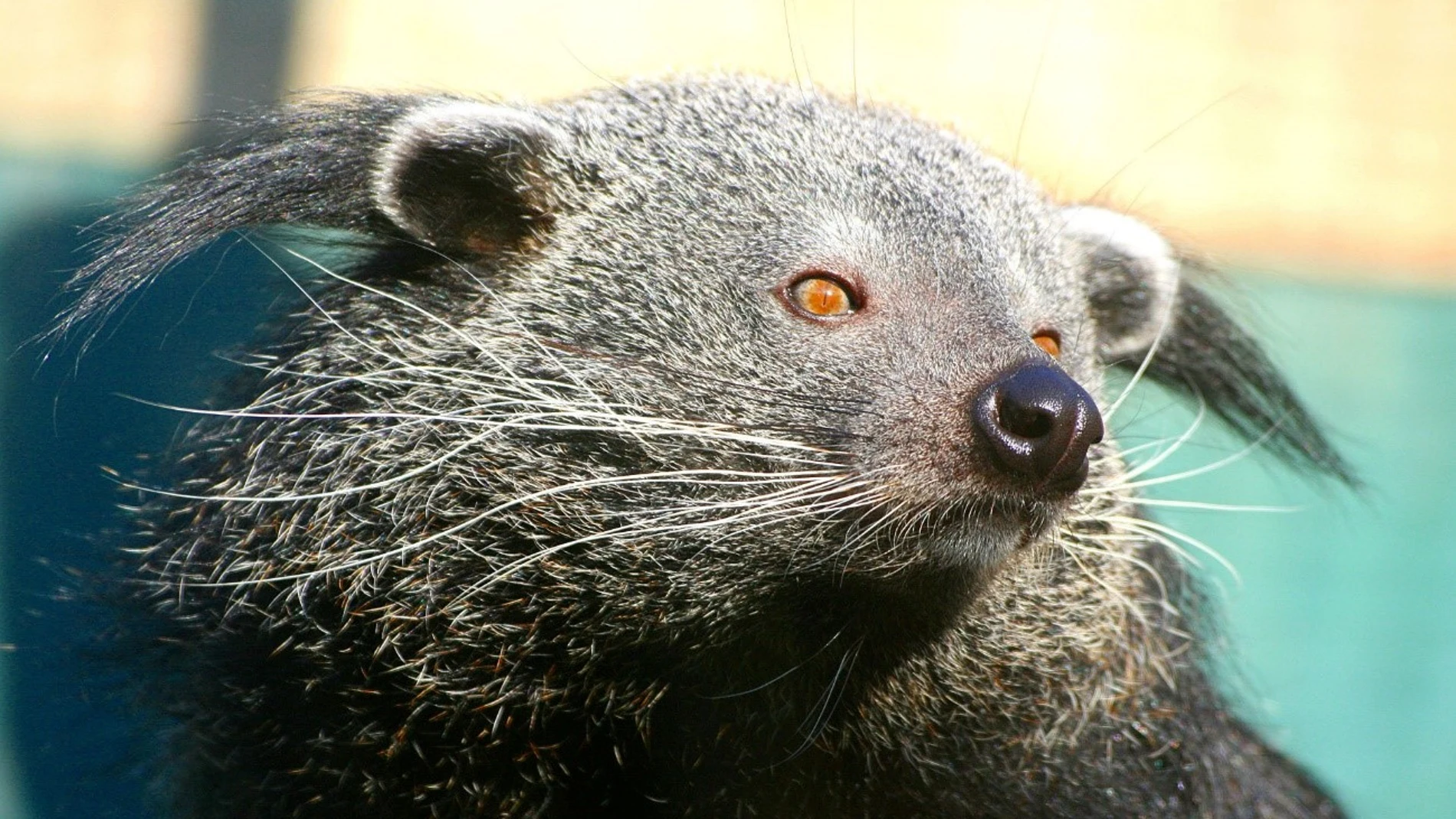 Binturong (Arctictis binturong)