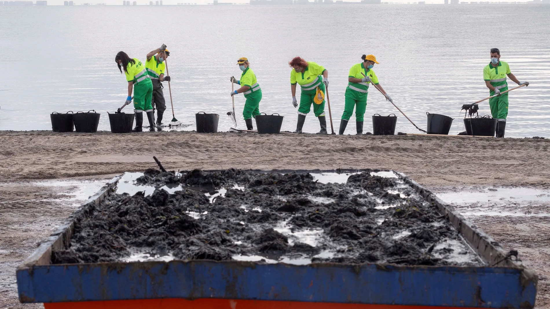 Más de 90 personas trabajan hoy en la limpieza del Mar Menor, en la playa de Los Urrutias.