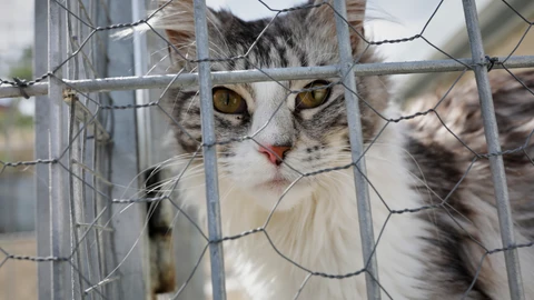 El 112 atiende casi 20.000 llamadas sobre animales abandonados