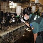 Una agente de la Guardia CIvil junto a algunos de perros encerrados en pequeñas jaulas