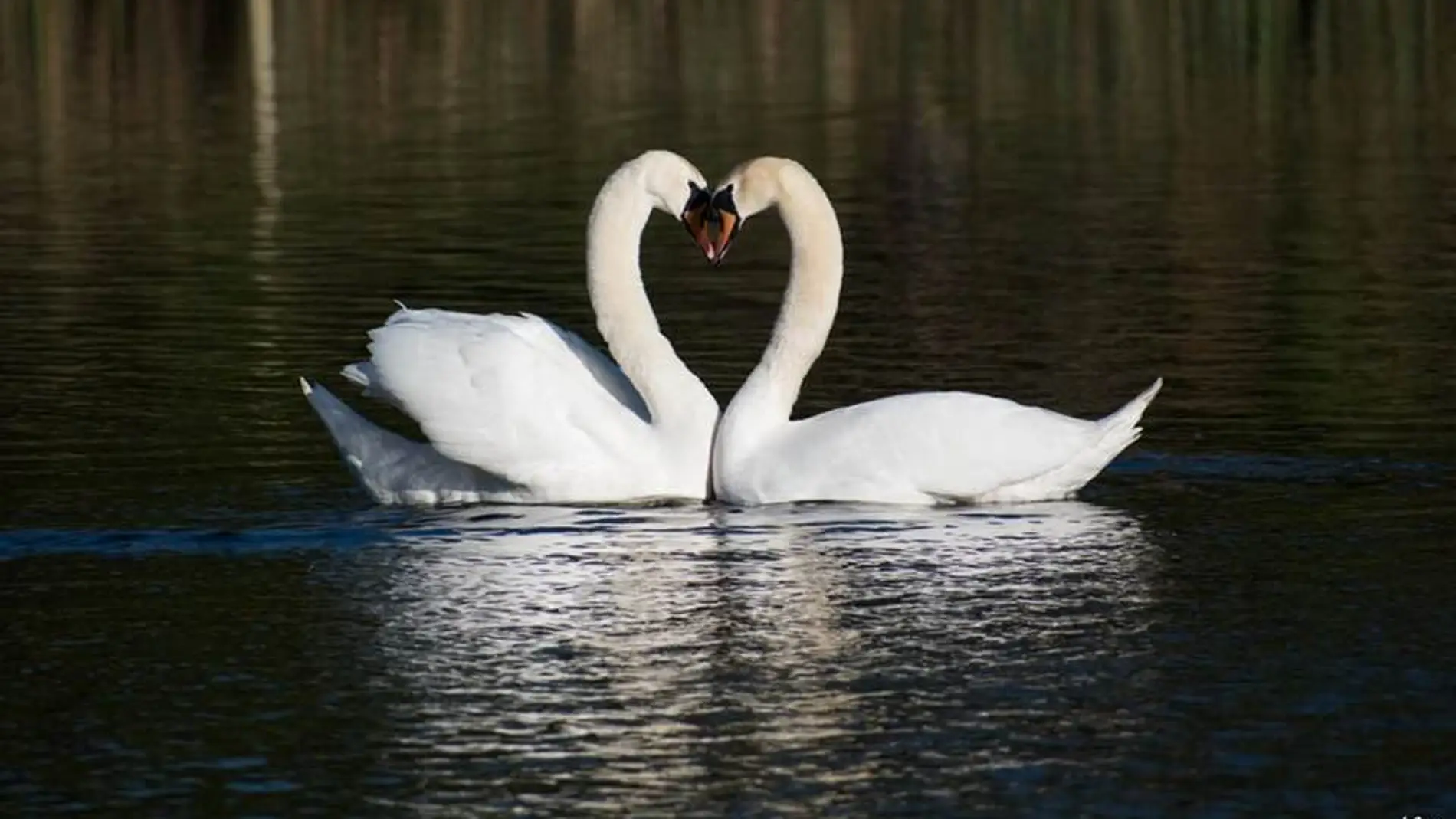 La cisne viuda y su nuevo amor en el estanque de Hampstead Heath en Londres