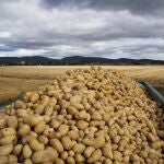 A partir del mes de mayo la compañía ha comenzado a ofrecer patatas de proximidad en su sección de fruta y verdura