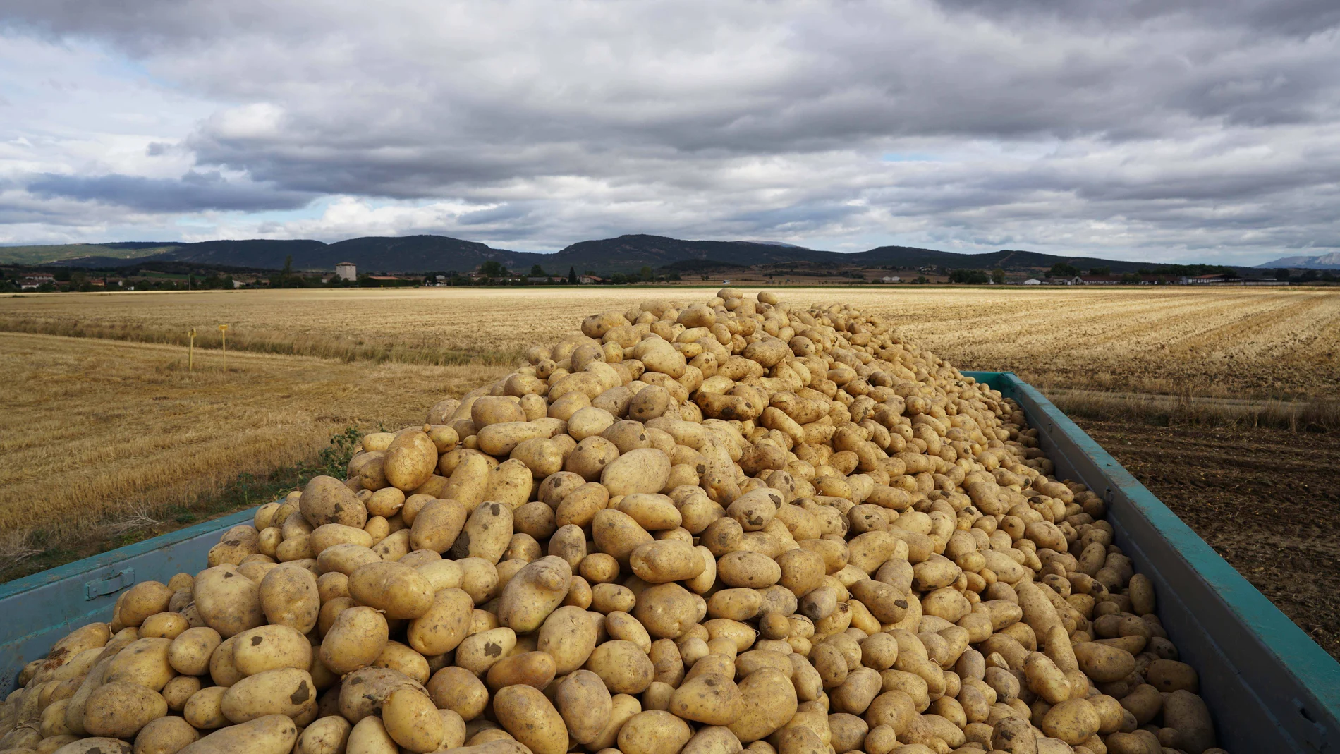 Sevilla.- Mercadona prevé comprar un 6% más de patatas rinconeras este año